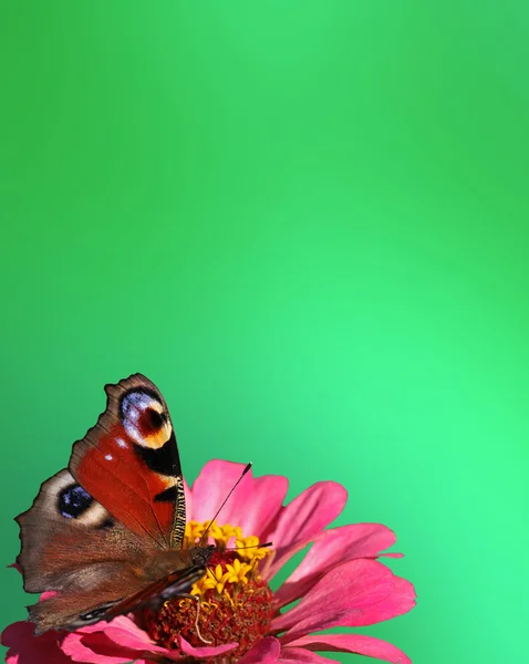 Green background with butterfly — Stock Photo, Image