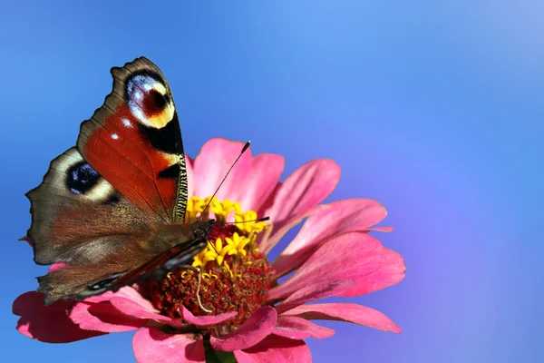 Kelebek çiçeğin üzerinde oturuyor — Stok fotoğraf