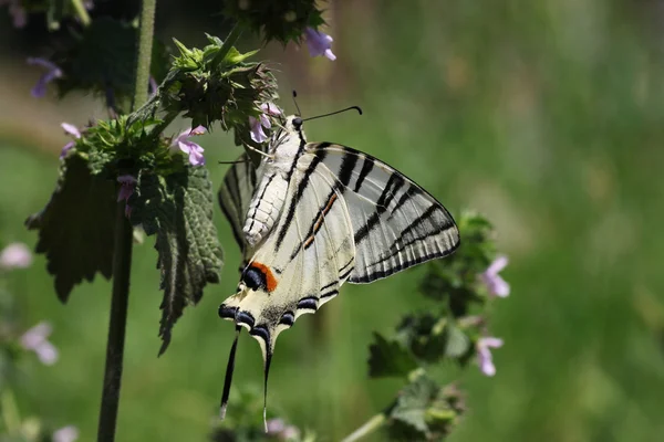 Schmetterling (seltener Schwalbenschwanz)) — Stockfoto