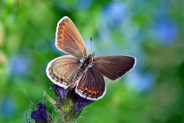 Motýl (lycaenidae) — Stock fotografie