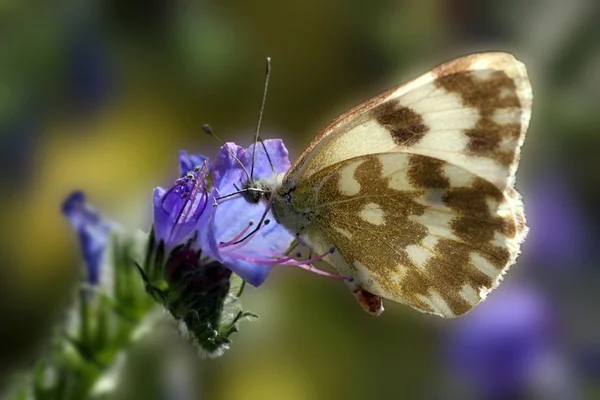 Farfalla (pontia daplidice ) — Foto Stock