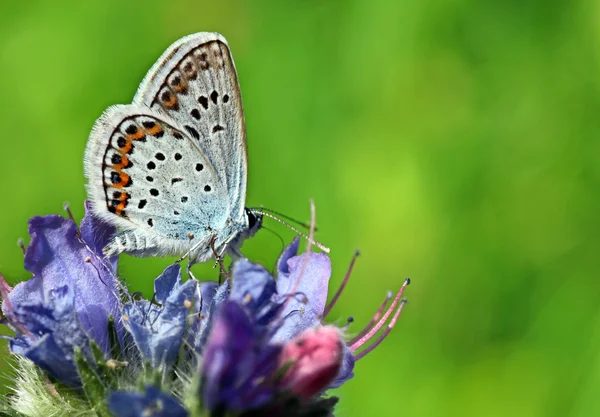 Πεταλούδα (lycaenidae) — Φωτογραφία Αρχείου