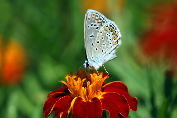 Mariposa sobre caléndula — Foto de Stock