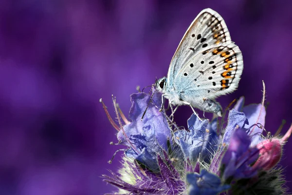 蝴蝶在花上 — 图库照片
