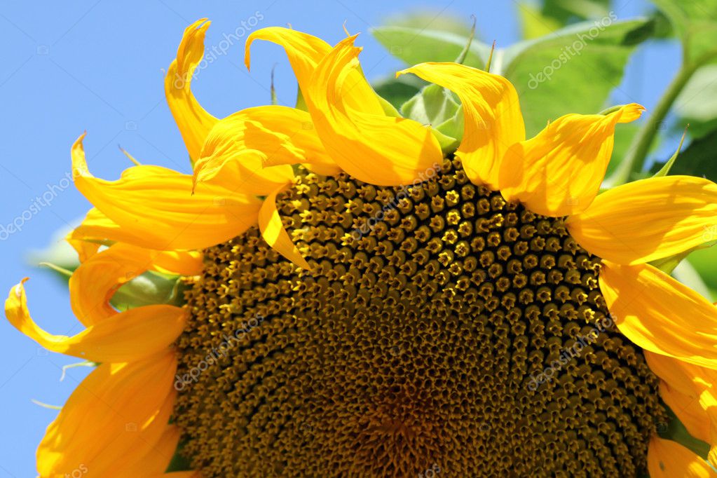 金葵花 — 图库照片08romantiche#6136098