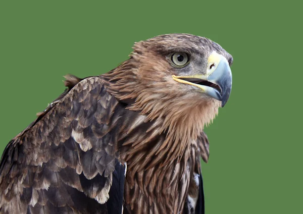 Águila real — Foto de Stock