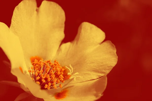 Üzerinde kırmızı çiçek tomurcuk — Stok fotoğraf