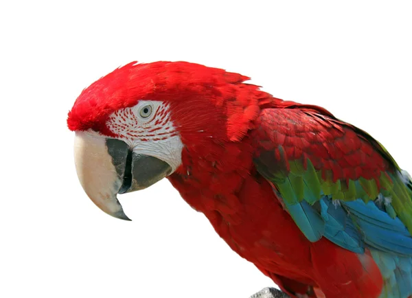 Macaw isolated on white — Stock Photo, Image