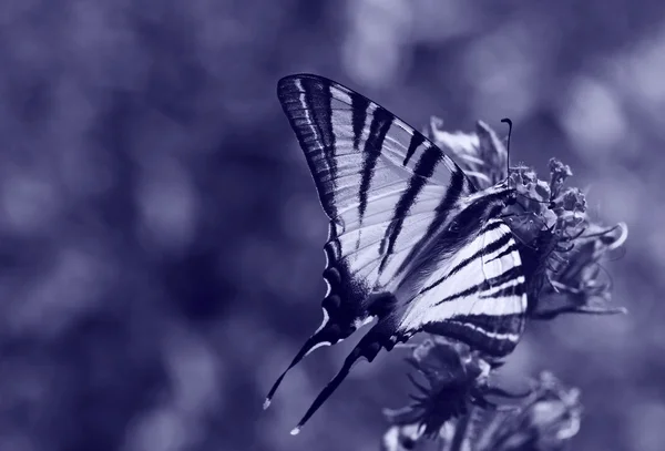 Метелик на дикій квітці — стокове фото