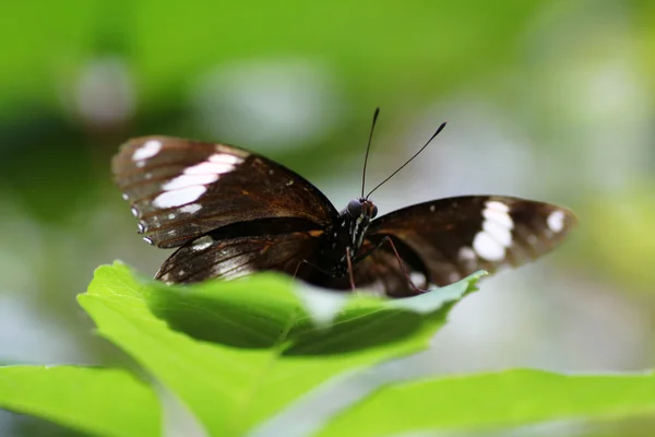 The Great Eggfly butterfly — Stock Photo, Image