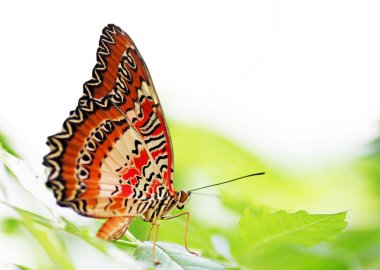 Butterfly (Red Lacewing) clipart