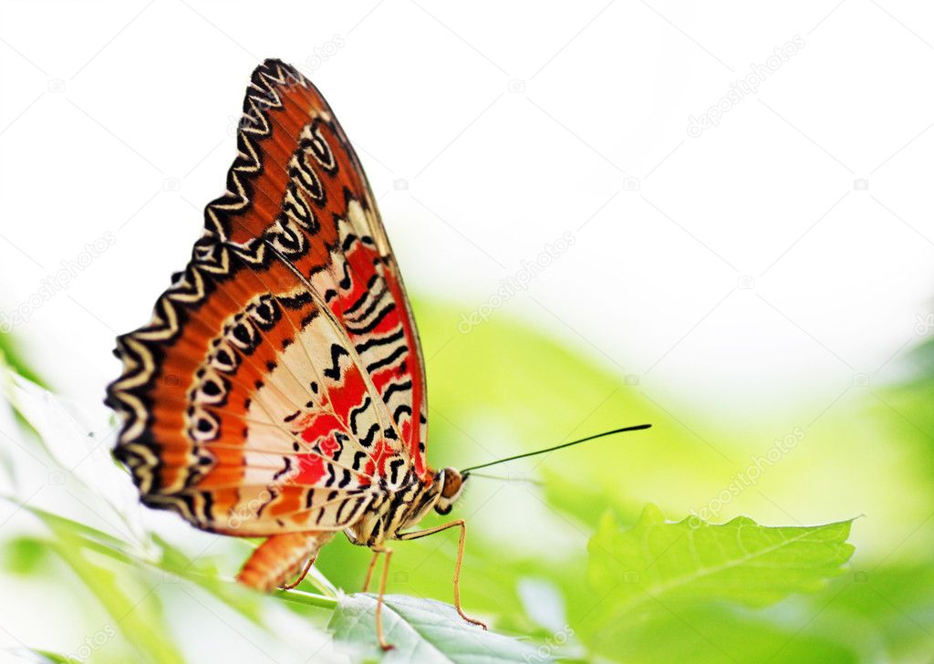 Butterfly (Red Lacewing)
