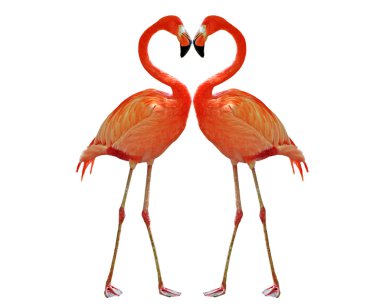 Two pink flamingo clipart