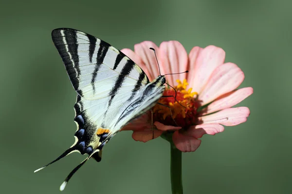 Pillangó a virágok — Stock Fotó