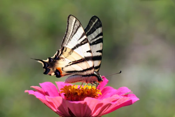 꽃 위에 앉아 있는 나비 — 스톡 사진