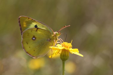 Brimstone kelebek