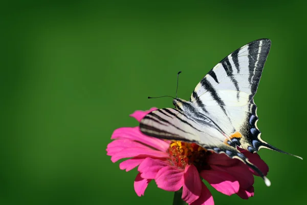 Papillon sur fleur sur fond vert — Photo