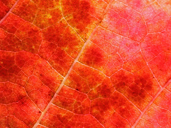 Streszczenie tło jesienny — Zdjęcie stockowe