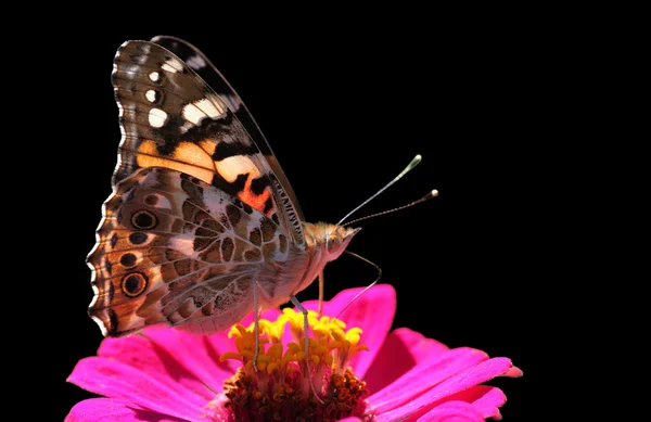 Vlinder (Geverfde Dame) — Stockfoto