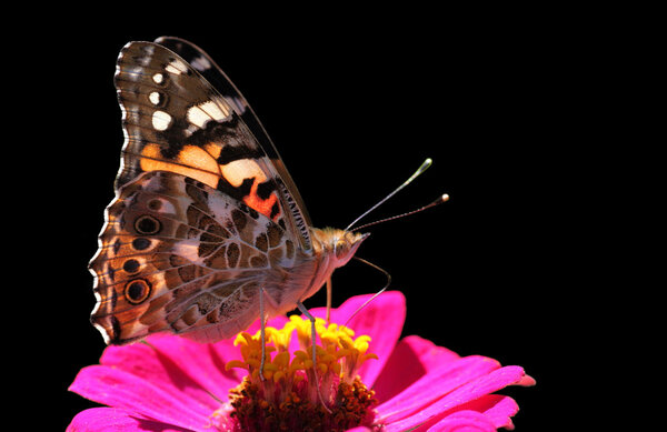 Butterfly (Painted Lady)