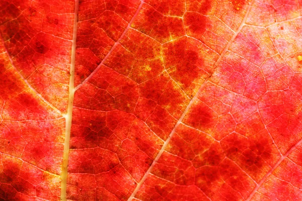 Анотація autumnal фону — стокове фото