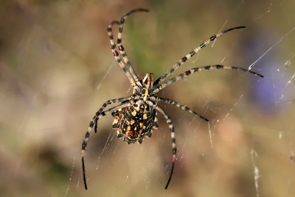 Pavouk (křižák lobata) — Stock fotografie