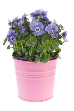 Blue Pansy plant clipart