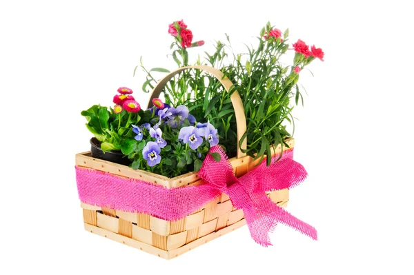Basket garden flowers — Stock Photo, Image