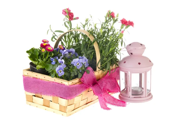 Basket garden flowers — Stock Photo, Image