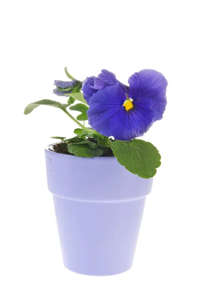 Μπλε Πανσες φυτών — Φωτογραφία Αρχείου
