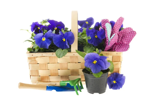 Blauwe viooltje bloemen en tuingereedschap — Stockfoto