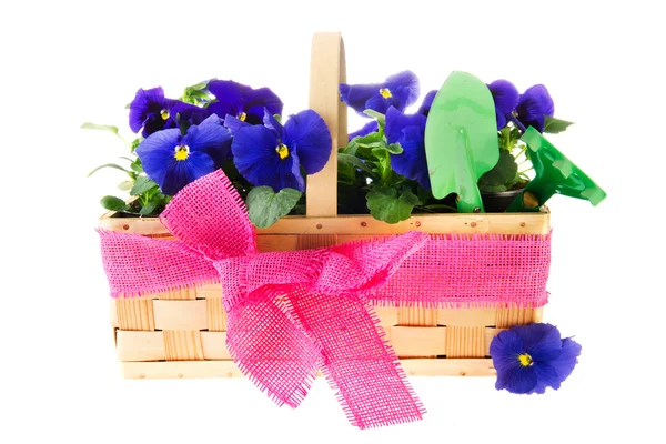 Kék árvácska virágok — Stock Fotó