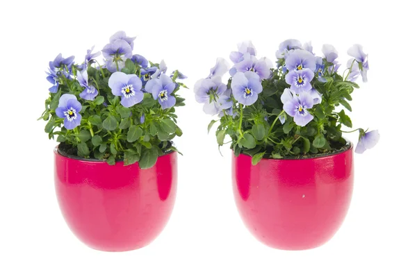 Blue Violets — Stock Photo, Image