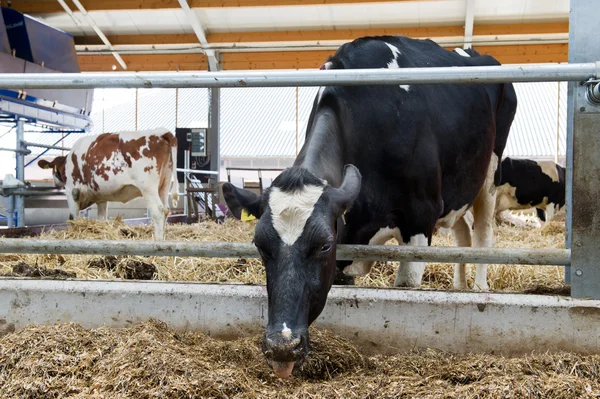 stock image Cows in the stable