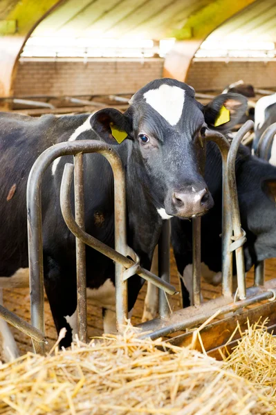 Αγελάδες στο στάβλο — Φωτογραφία Αρχείου
