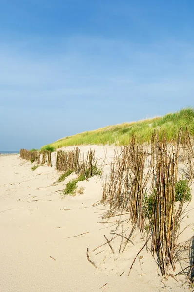 Піщані дюни на пляжі — стокове фото