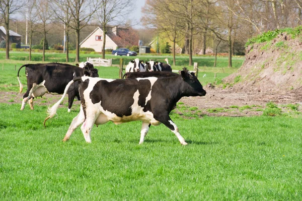 Nederlandse koeien — Stockfoto