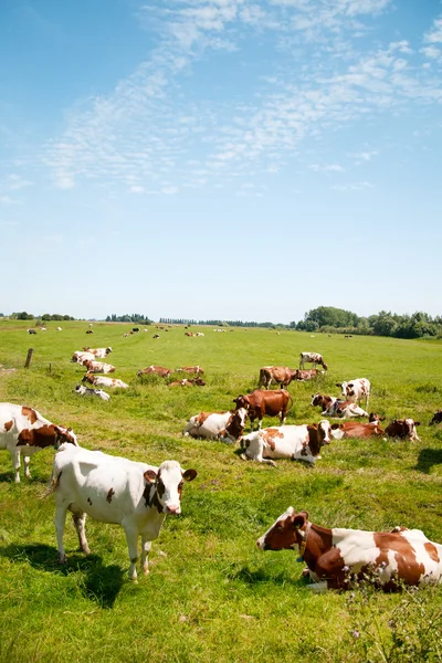 Typisch Hollands landschap — Stockfoto