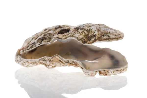 Відкриті oyster — стокове фото