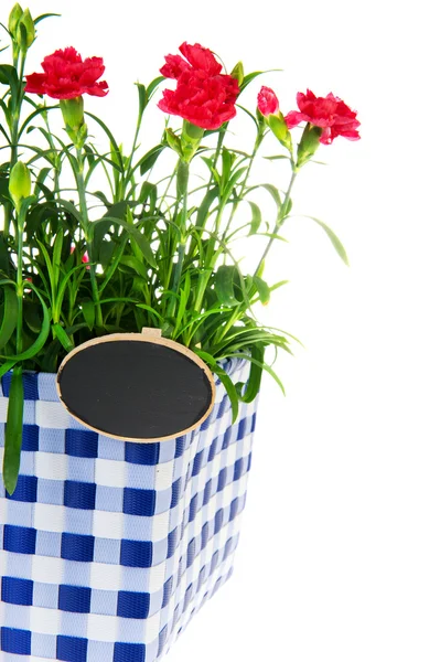 Pinking shears in flower pot — Stock Photo, Image