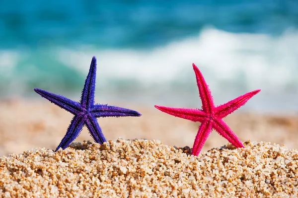 Стоячи starfishes — стокове фото