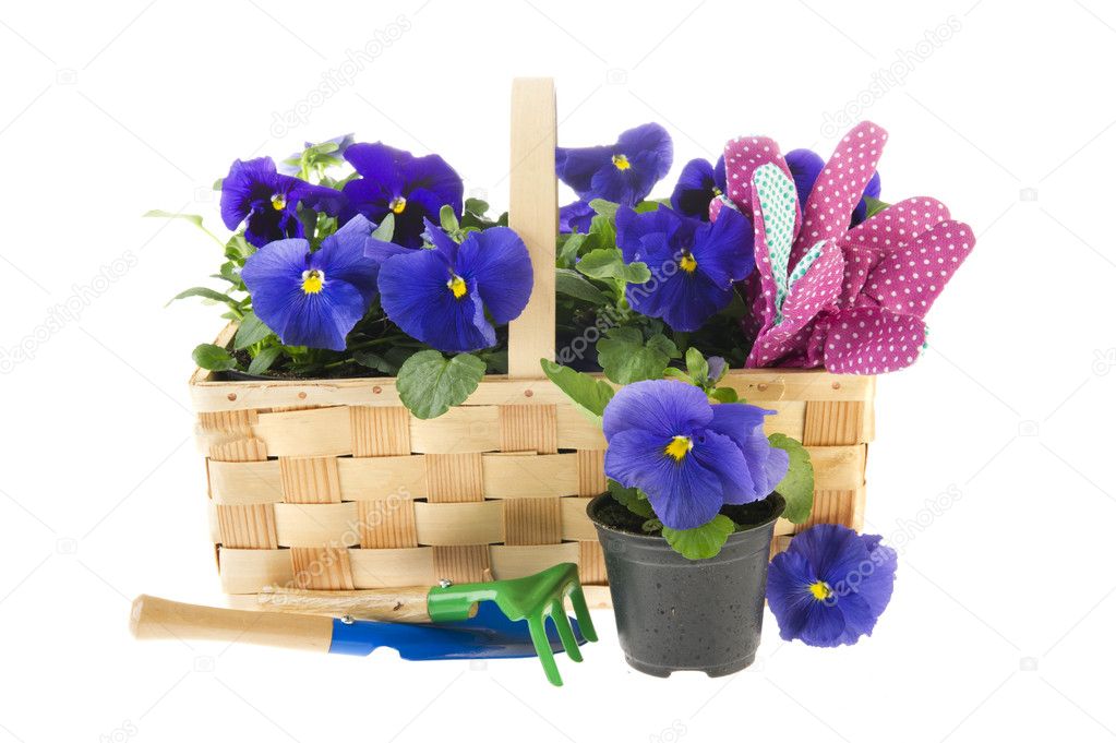 Blue Pansy flowers and gardening tools