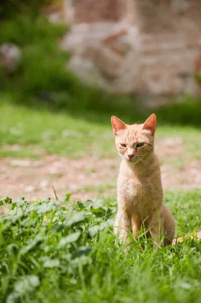 Gato vadio grego — Fotografia de Stock