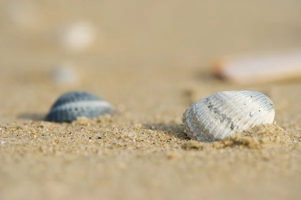 Muszle na plaży — Zdjęcie stockowe