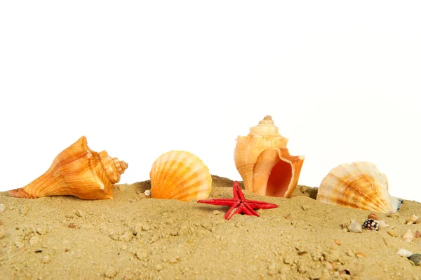 stock image Shells at the beach