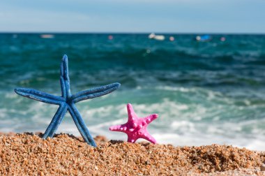 plajda mavi ve pembe starfishes