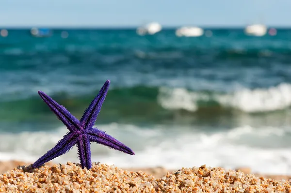 Estrella de mar morada en la playa —  Fotos de Stock