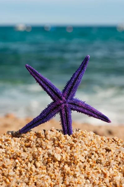 Фіолетова морська зірка на пляжі — стокове фото