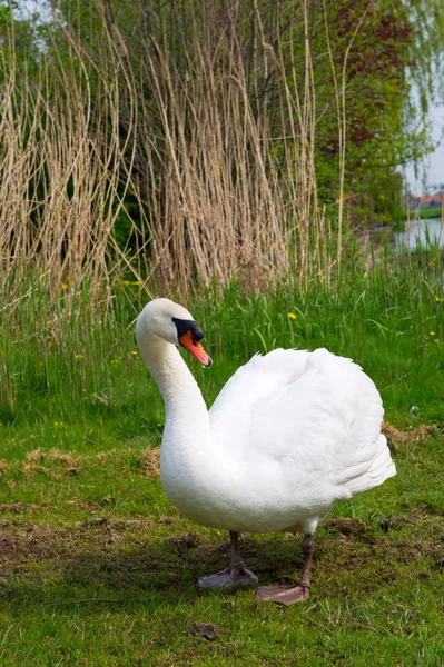 White swan in nature — Stock Photo, Image