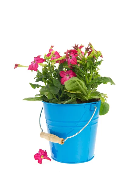 Bucket flores do jardim — Fotografia de Stock